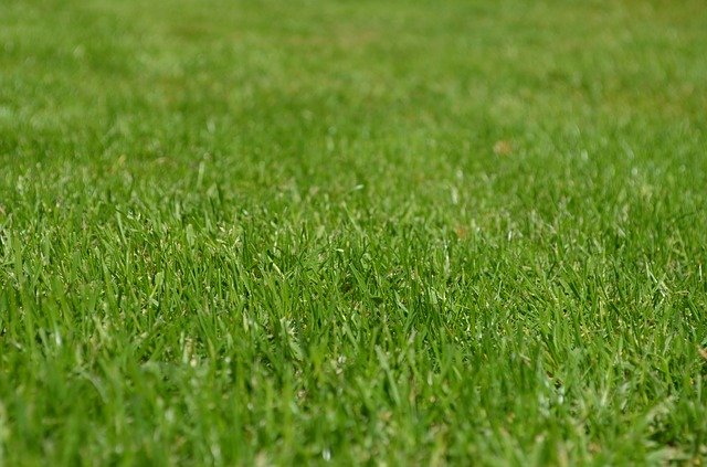 grass-1